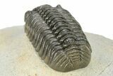 Phacopid (Adrisiops) Trilobite - Excellent Preparation #259593-5